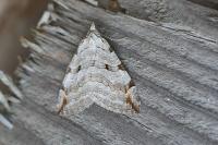 Aplocera plagiata
