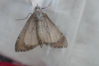 Aplocera plagiata