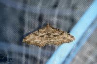 Peribatodes rhomboidaria rhomboidaria