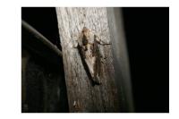 Egira conspicillaris