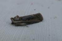 Epimecia ustula