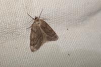 Pachycnemia hippocastanaria hippocastanaria
