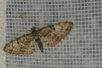 Eupithecia dodoneata