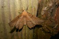 Gerinia honoraria