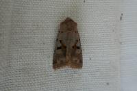 Orthosia gothica