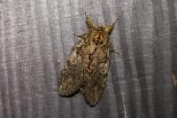 Peridea anceps