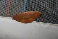 Watsonalla uncinula