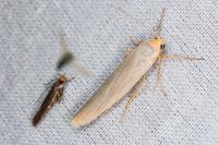 Eilema caniola