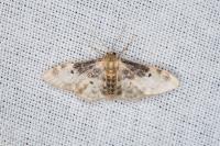 Idaea filicata