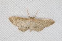 Idaea sylvestraria