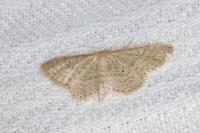 Idaea sylvestraria