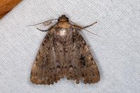 Amphipyra pyramidea/Amphipyra berbera