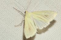 Sitochroa palealis