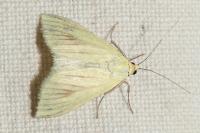 Sitochroa palealis