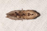 Galleria mellonella