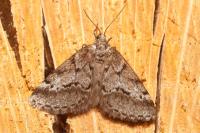 Eumannia oranaria