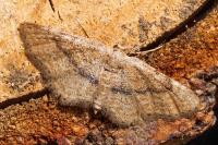 Idaea belemiata helianthemata