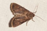 Agrotis segetum