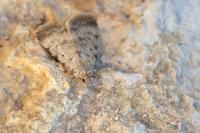 Autophila dilucida