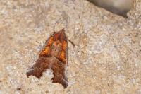 Scoliopteryx libatrix