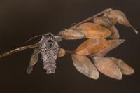 Xylocampa areola