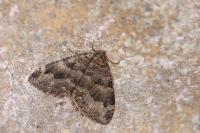 Triphosa dubitata