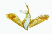 Autophila dilucida