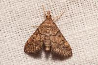 Metasia cuencalis bourgognei