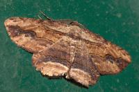Menophra abruptaria