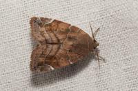 Cosmia affinis