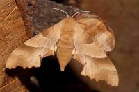 Marumba quercus