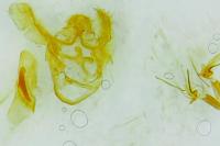 Ephestia elutella