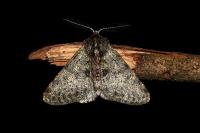 Phigalia pilosaria