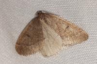 Theria primaria