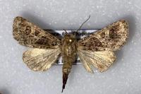 Hadena bicruris