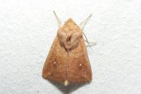 Mythimna albipuncta
