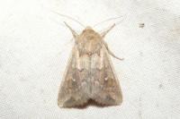 Mythimna albipuncta