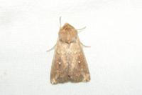 Mythimna albipuncta