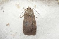 Xestia xanthographa