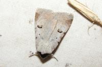 Lygephila craccae