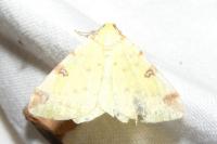 Opisthograptis luteolata