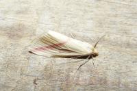 Rhodometra sacraria