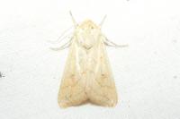 Mythimna vitellina