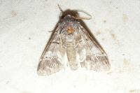 Drymonia querna