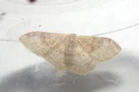 Idaea degeneraria