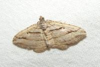 Costaconvexa polygrammata