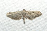 Eupithecia oxycedrata