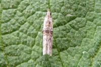 Nephopterix angustella