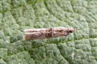 Nephopterix angustella