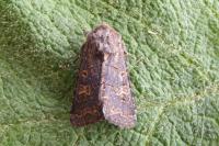 Tholera cespitis